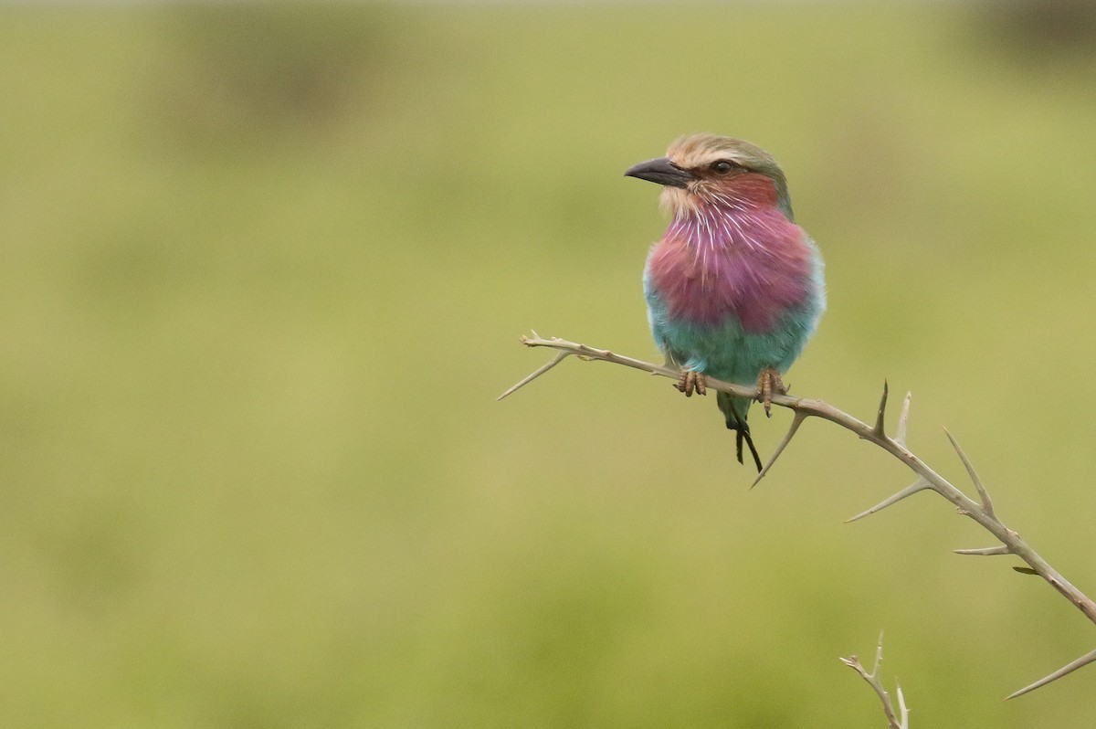 Lilac-breasted Roller - ML214998721