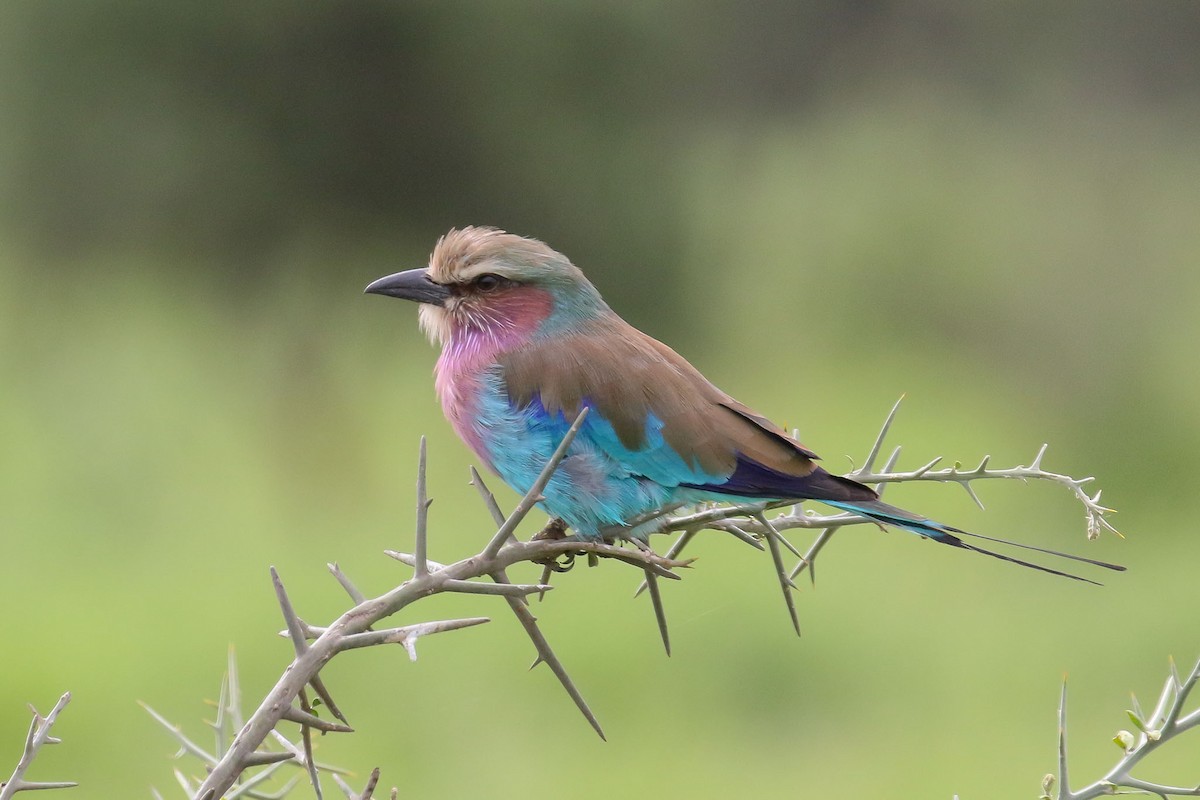 Lilac-breasted Roller - ML214998731