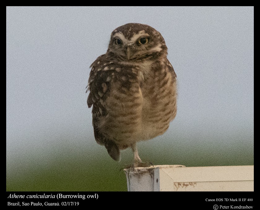 Burrowing Owl - Peter Kondrashov