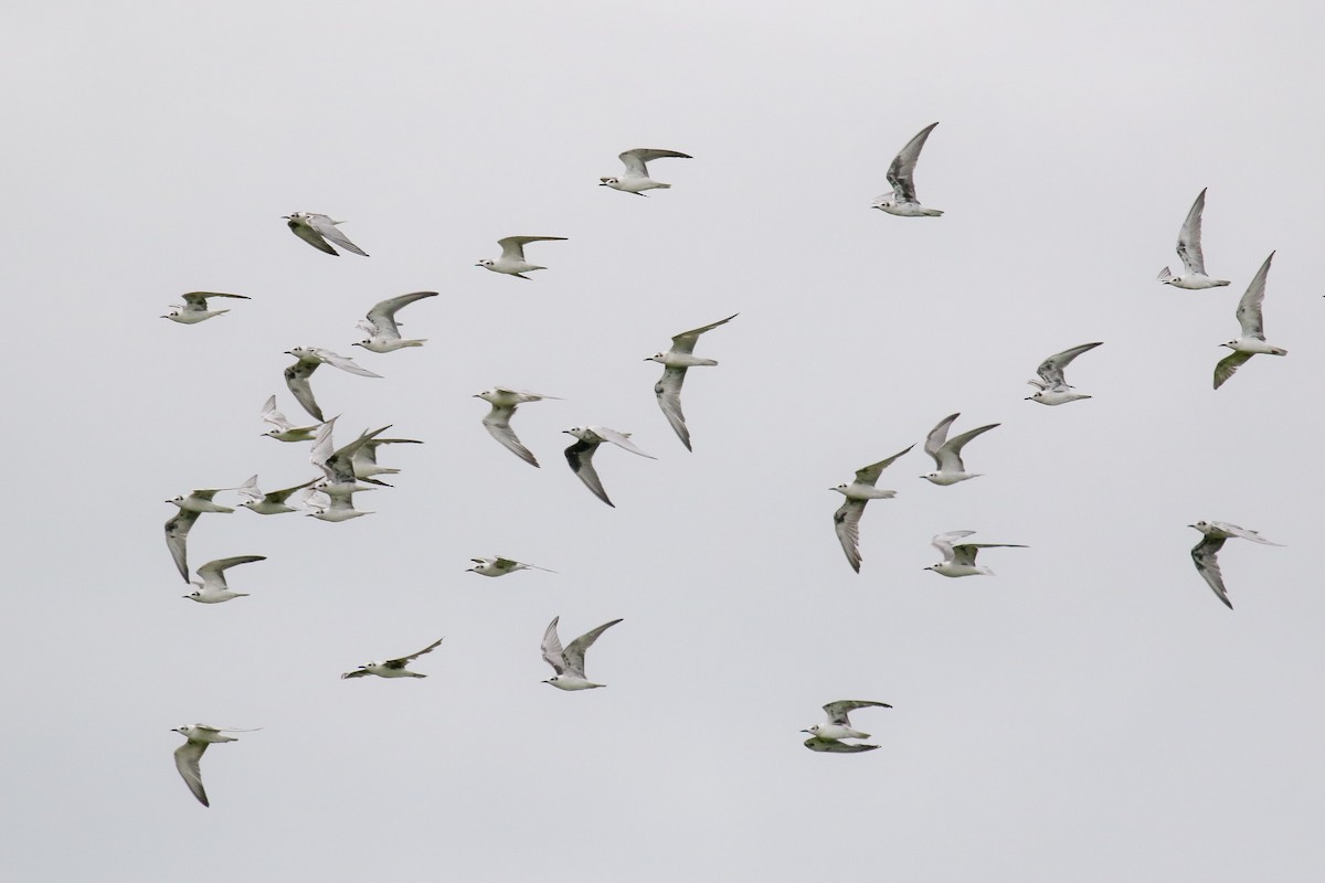 White-winged Tern - Michael O'Brien