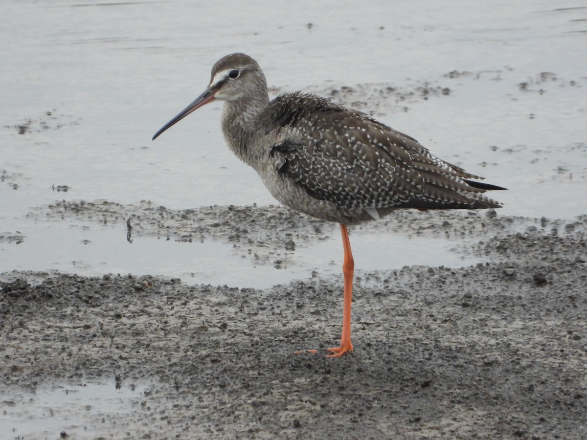 Spotted Redshank - ML215001361