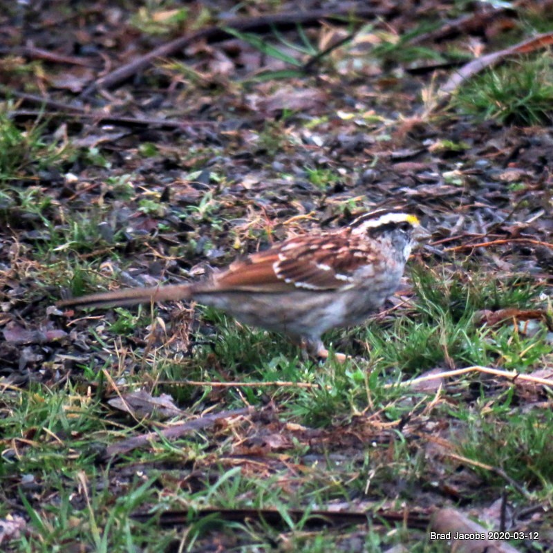 White-throated Sparrow - ML215005601