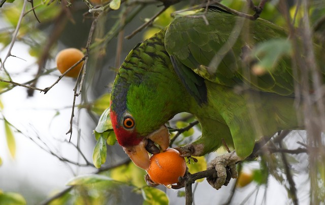 Bird feeding on citrus fruits. - Red-crowned Parrot - 