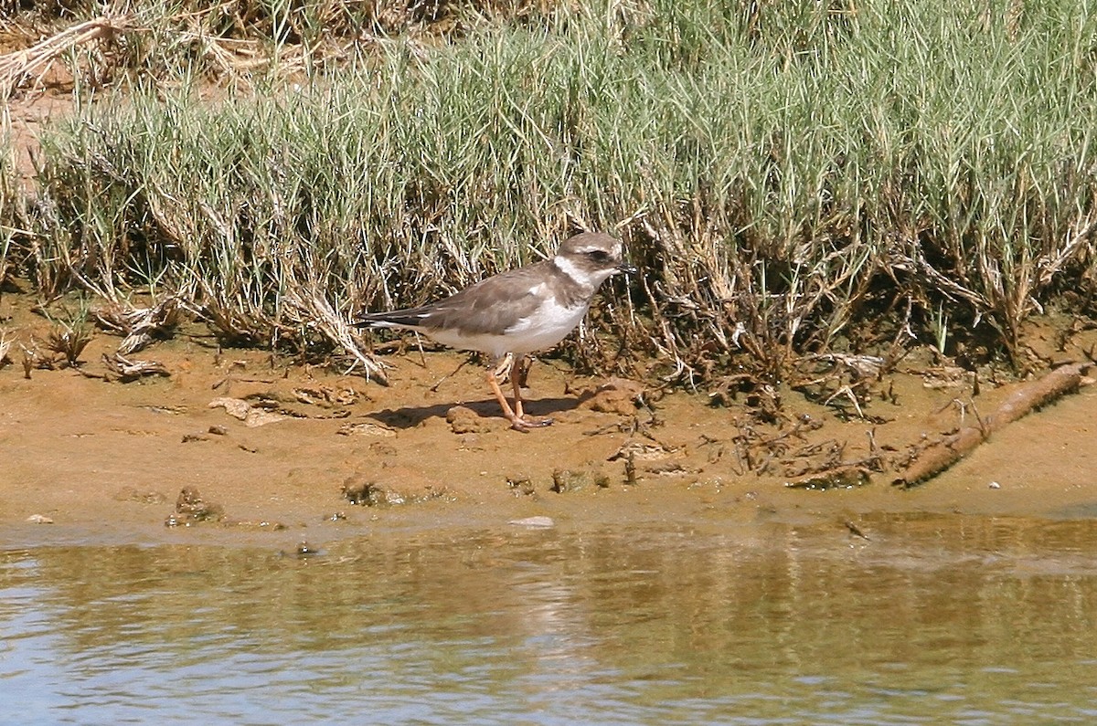 Common Ringed Plover - ML215006471