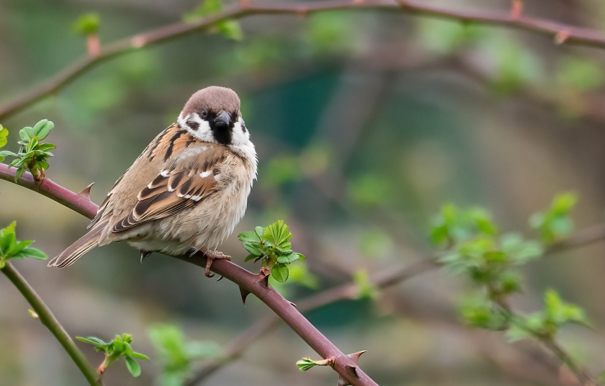 Eurasian Tree Sparrow - ML215007841