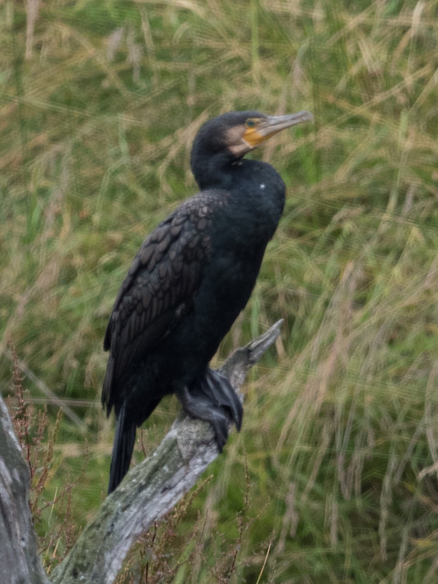 Great Cormorant (Australasian) - ML215012721