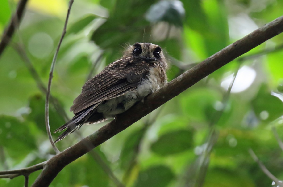 Vogelkop Owlet-nightjar - Daniel López-Velasco | Ornis Birding Expeditions
