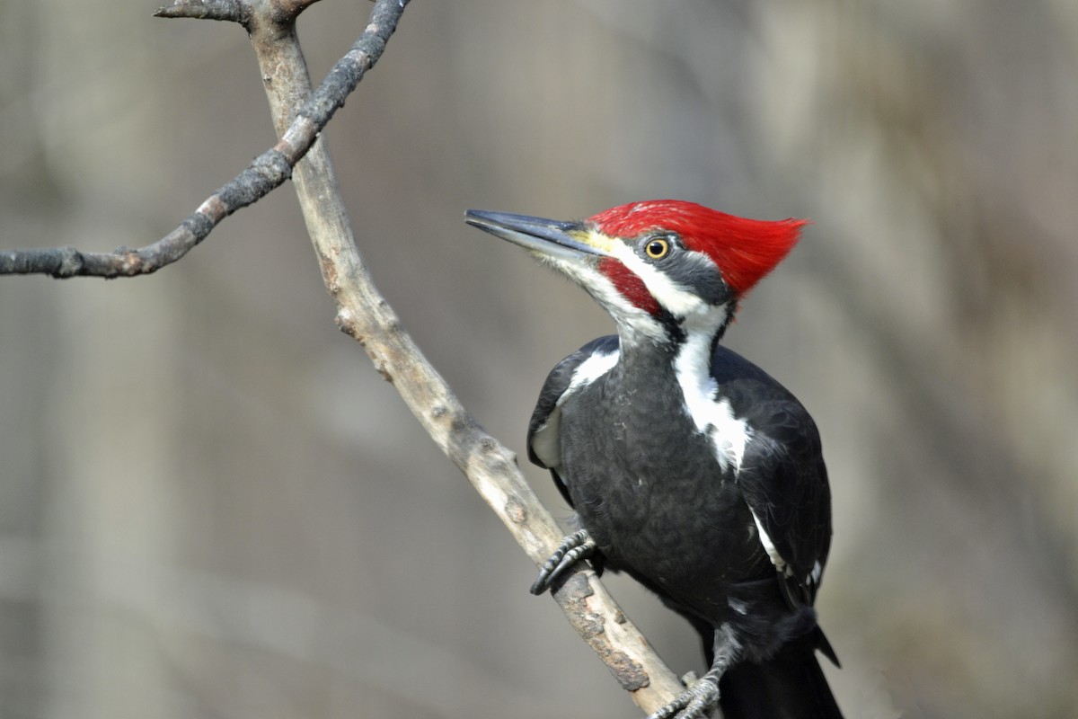 Pileated Woodpecker - Vern Faber