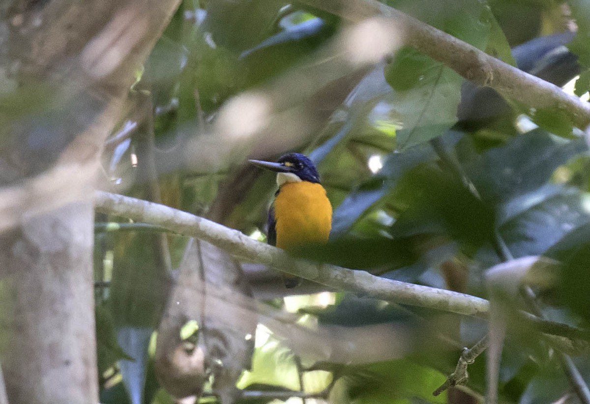 Papuan Dwarf-Kingfisher - ML215017501