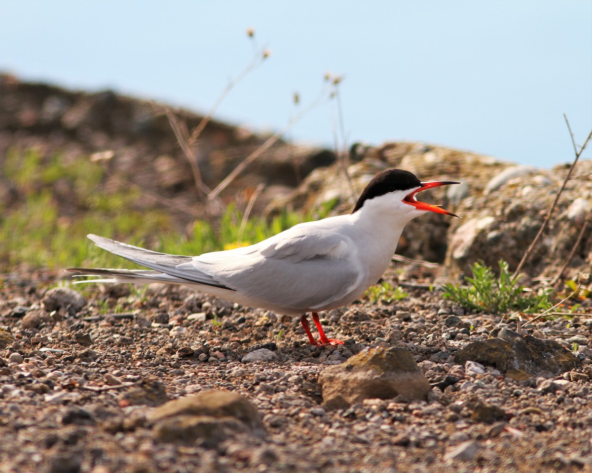 Common Tern - Ken McIlwrick