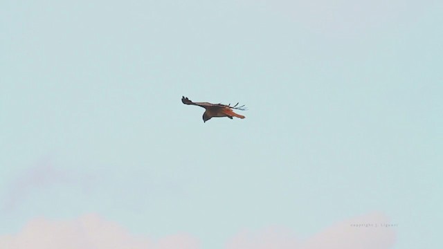 Red-tailed Hawk (calurus/alascensis) - ML215023551