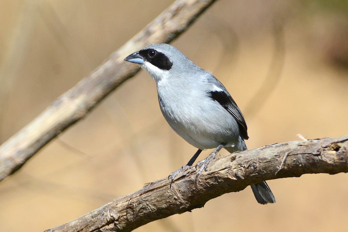 White-banded Tanager - ML215023721