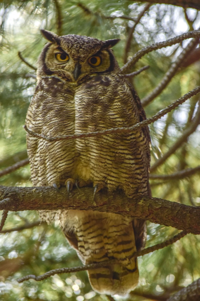 Lesser Horned Owl - alejandro vega
