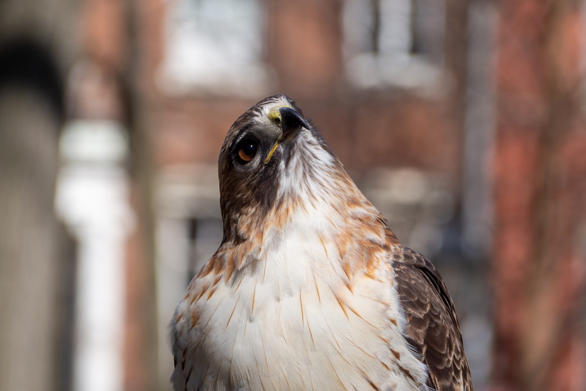 Red-tailed Hawk - ML215024691