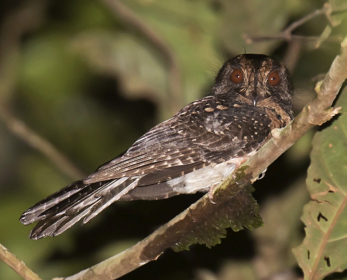 Wallace's Owlet-nightjar - Daniel López-Velasco | Ornis Birding Expeditions