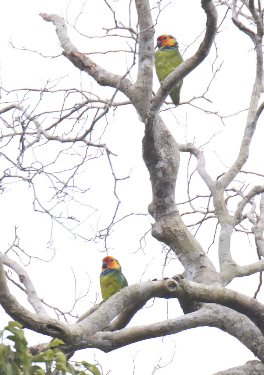 Large Fig-Parrot - ML215024921