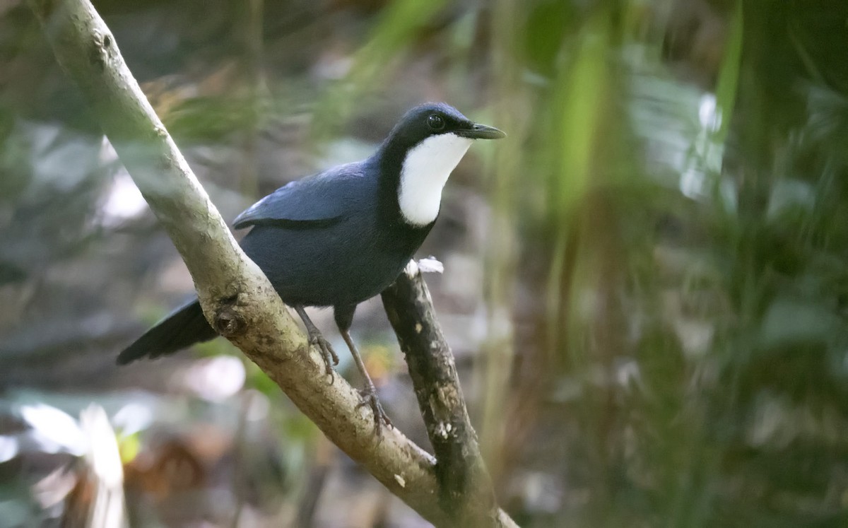 Blue Jewel-babbler - Daniel López-Velasco | Ornis Birding Expeditions