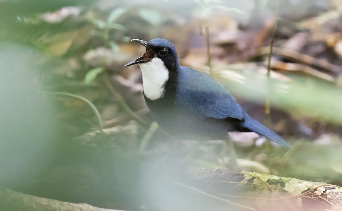 Blue Jewel-babbler - Daniel López-Velasco | Ornis Birding Expeditions