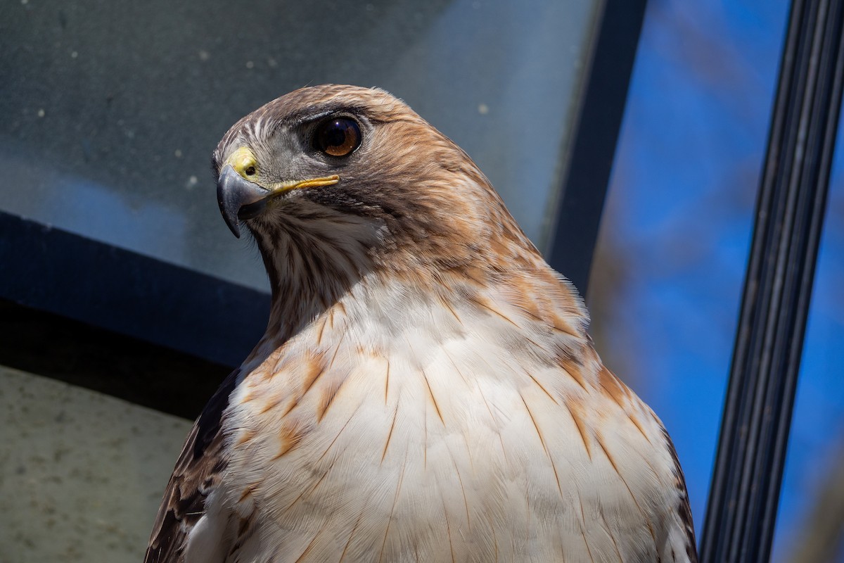 Red-tailed Hawk - ML215025241