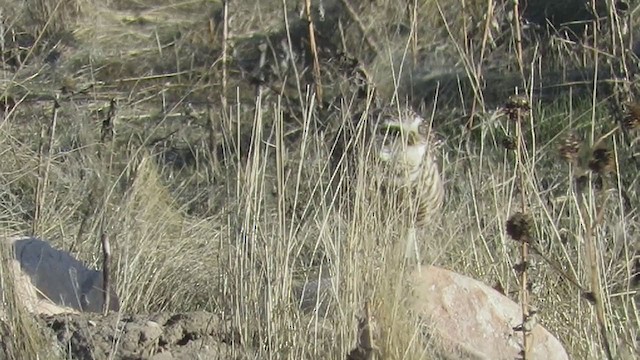 Burrowing Owl (Western) - ML215025521