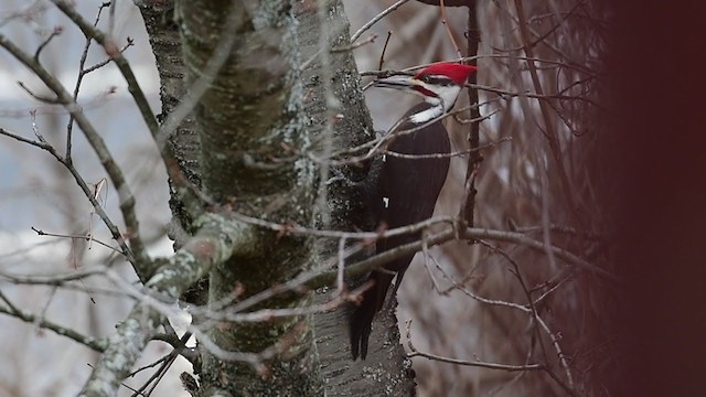 Pileated Woodpecker - ML215026171