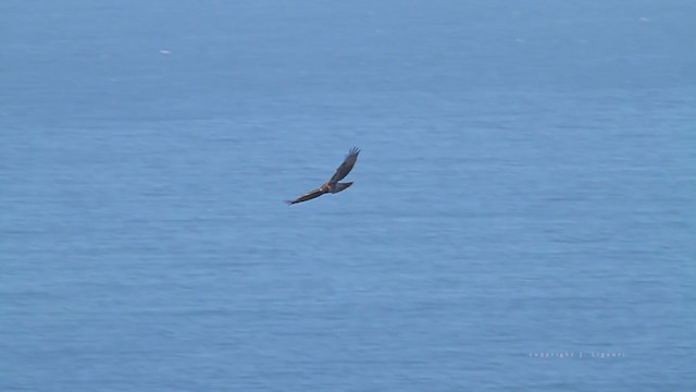 Red-tailed Hawk (calurus/alascensis) - ML215026231