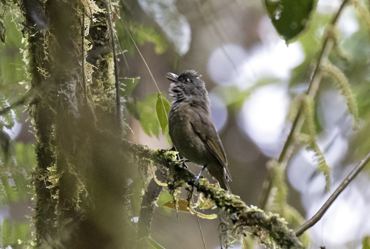 Mottled Berryhunter - Daniel López-Velasco | Ornis Birding Expeditions