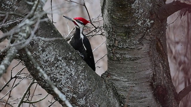 Pileated Woodpecker - ML215026351