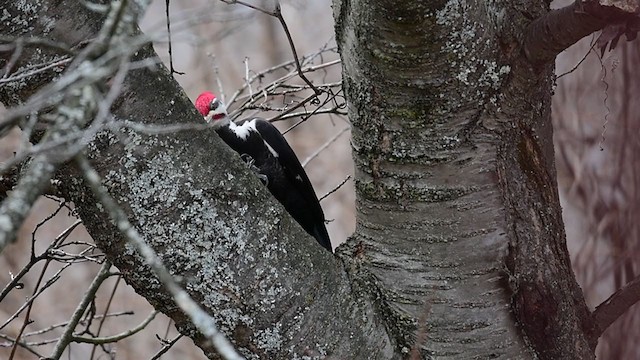 Pileated Woodpecker - ML215026491