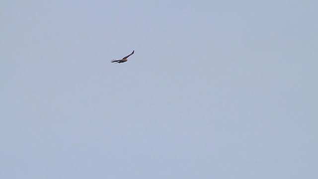 Red-tailed Hawk (calurus/alascensis) - ML215027211