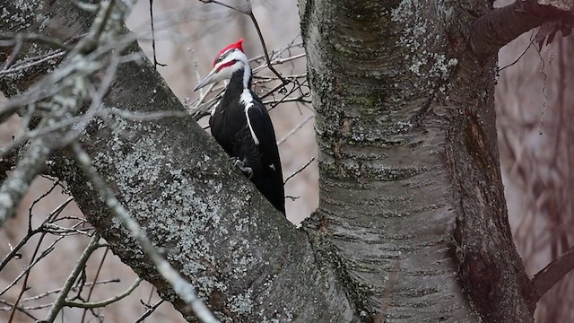 Pileated Woodpecker - ML215027361