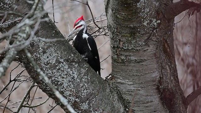 Pileated Woodpecker - ML215027821