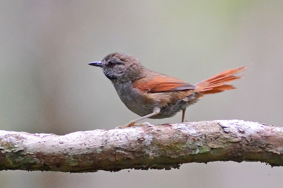 Gray-bellied Spinetail - ML215027861