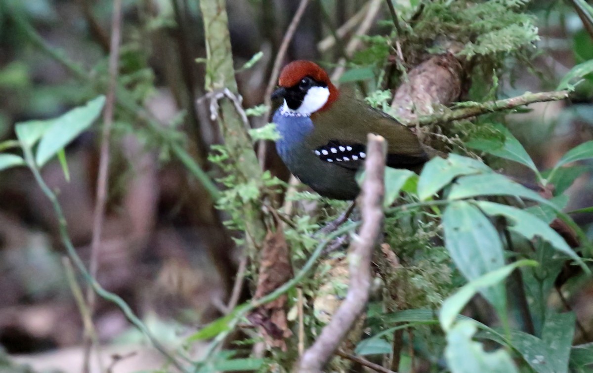 Spotted Jewel-babbler - Daniel López-Velasco | Ornis Birding Expeditions