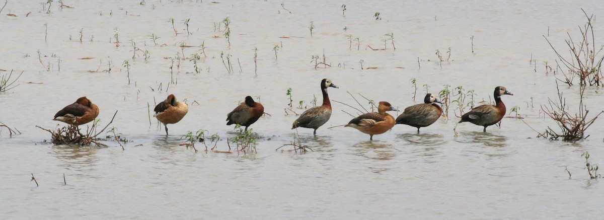 Fulvous Whistling-Duck - Anabel&Geoff Harries