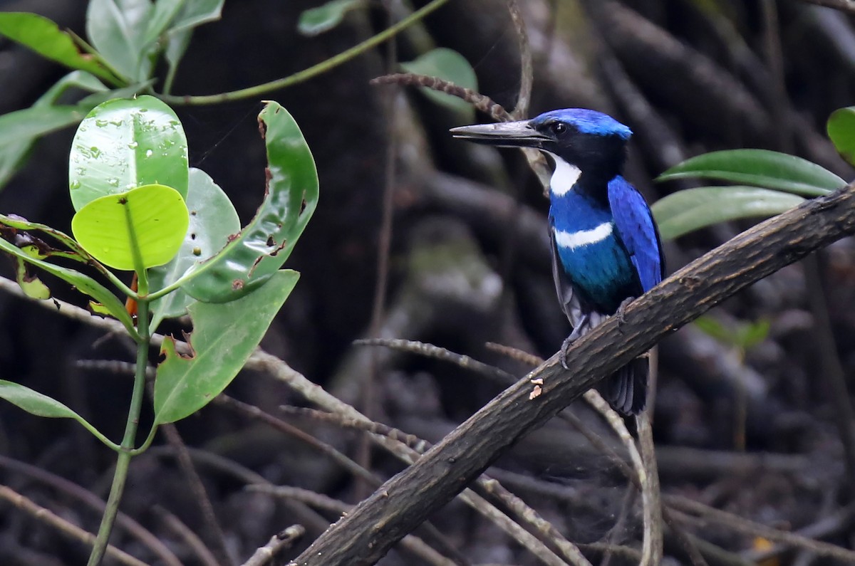 Blue-black Kingfisher - Daniel López-Velasco | Ornis Birding Expeditions