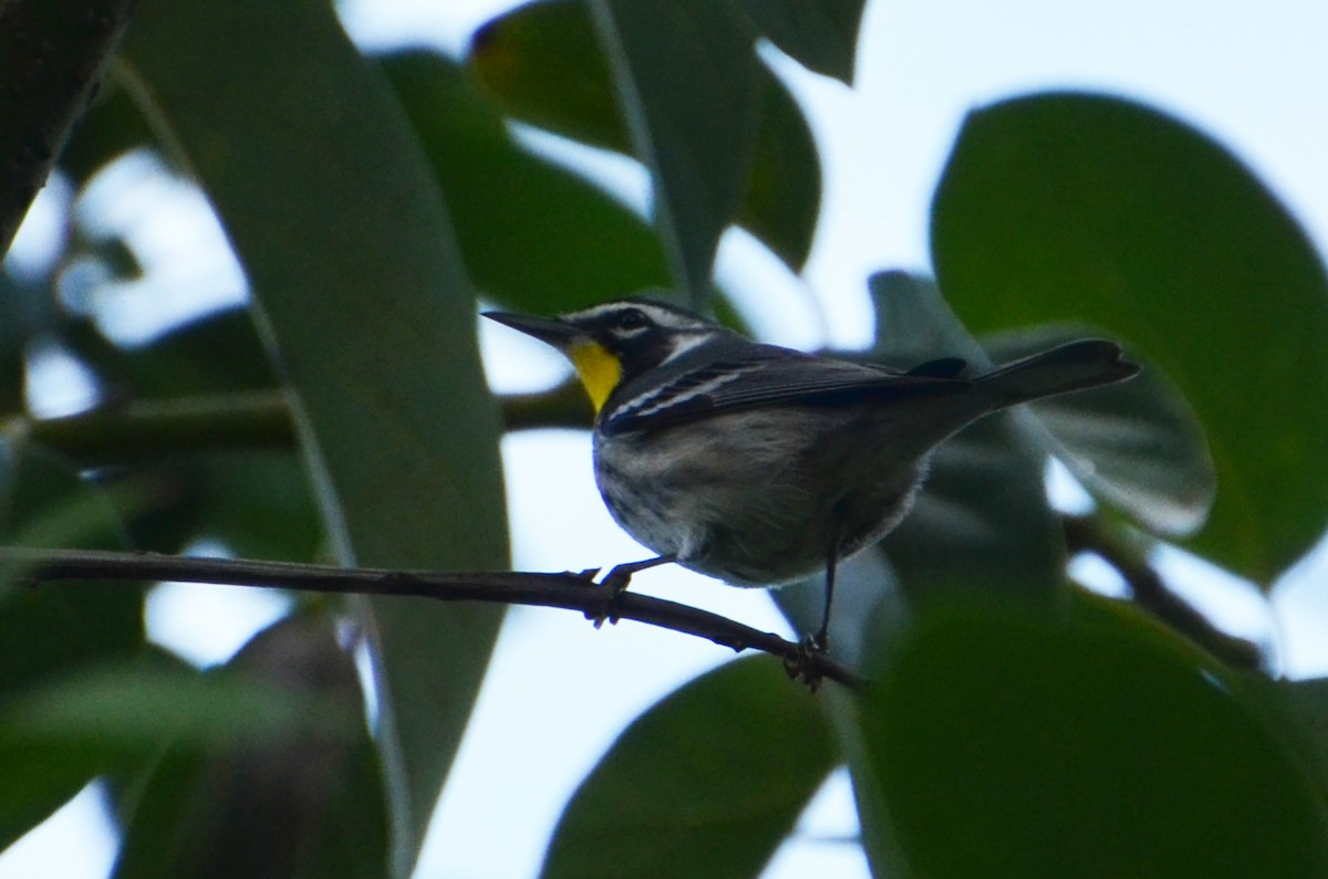 Yellow-throated Warbler - Marie O'Neill