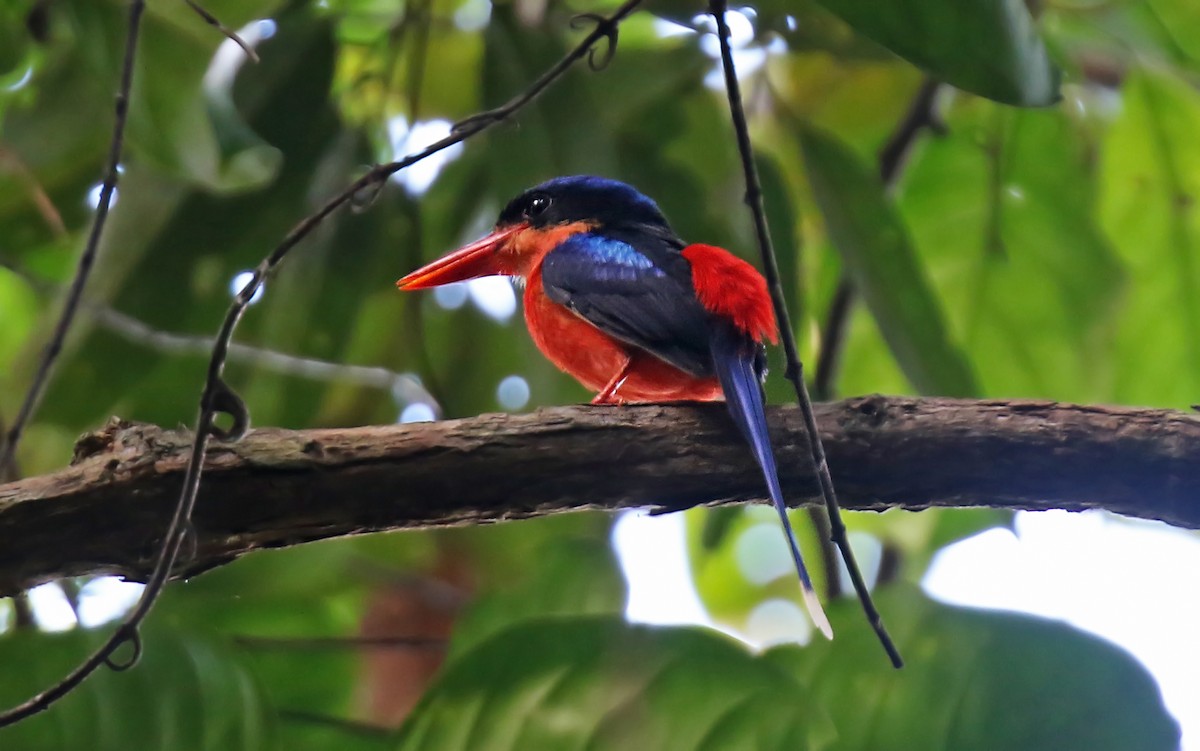 Red-breasted Paradise-Kingfisher - Daniel López-Velasco | Ornis Birding Expeditions