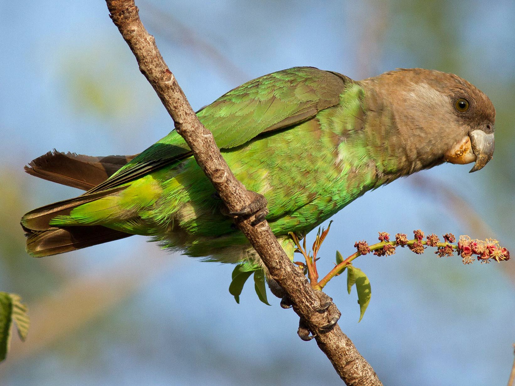 Brown-headed Parrot - Josh Engel