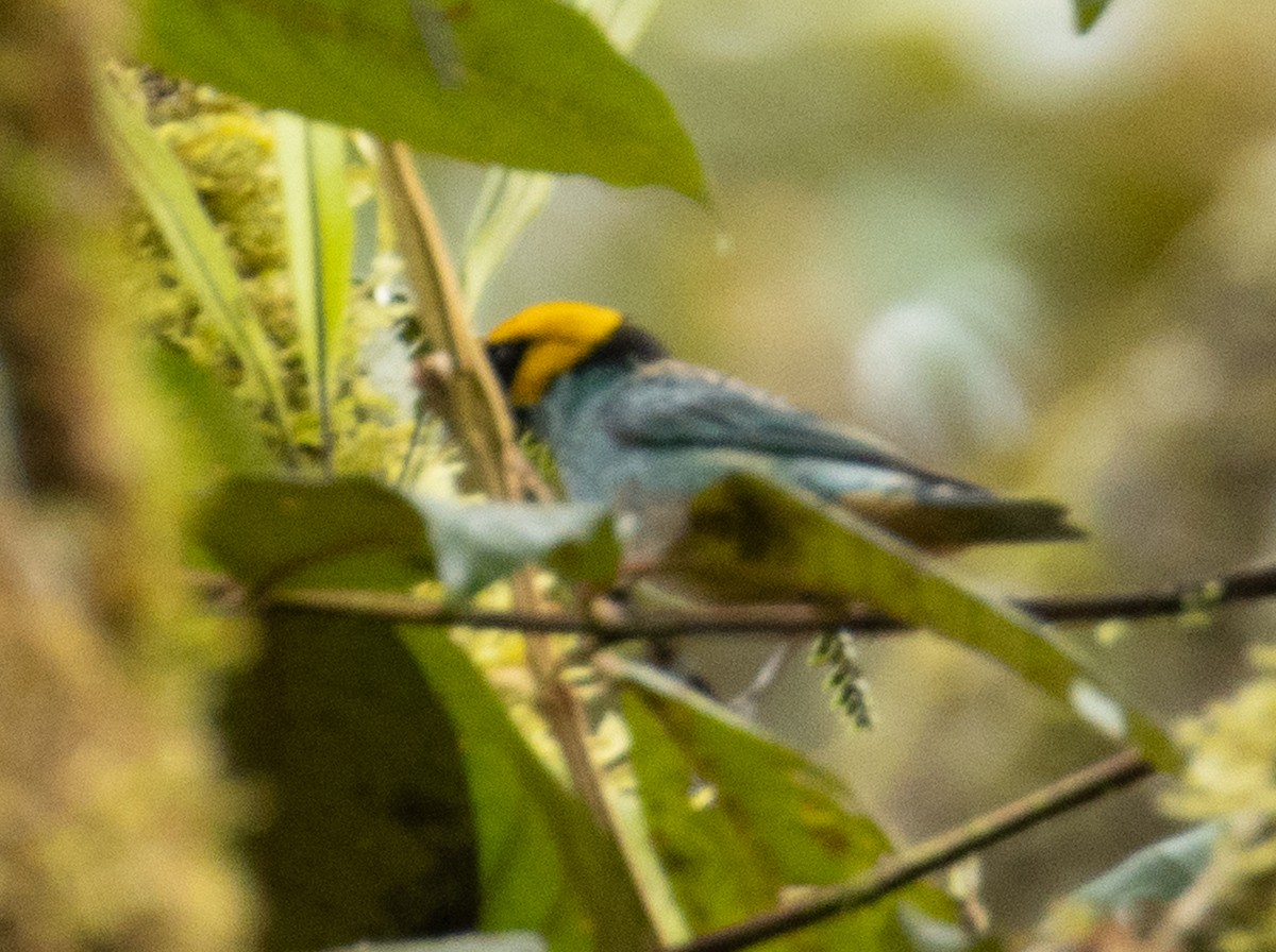 Saffron-crowned Tanager - ML215030581
