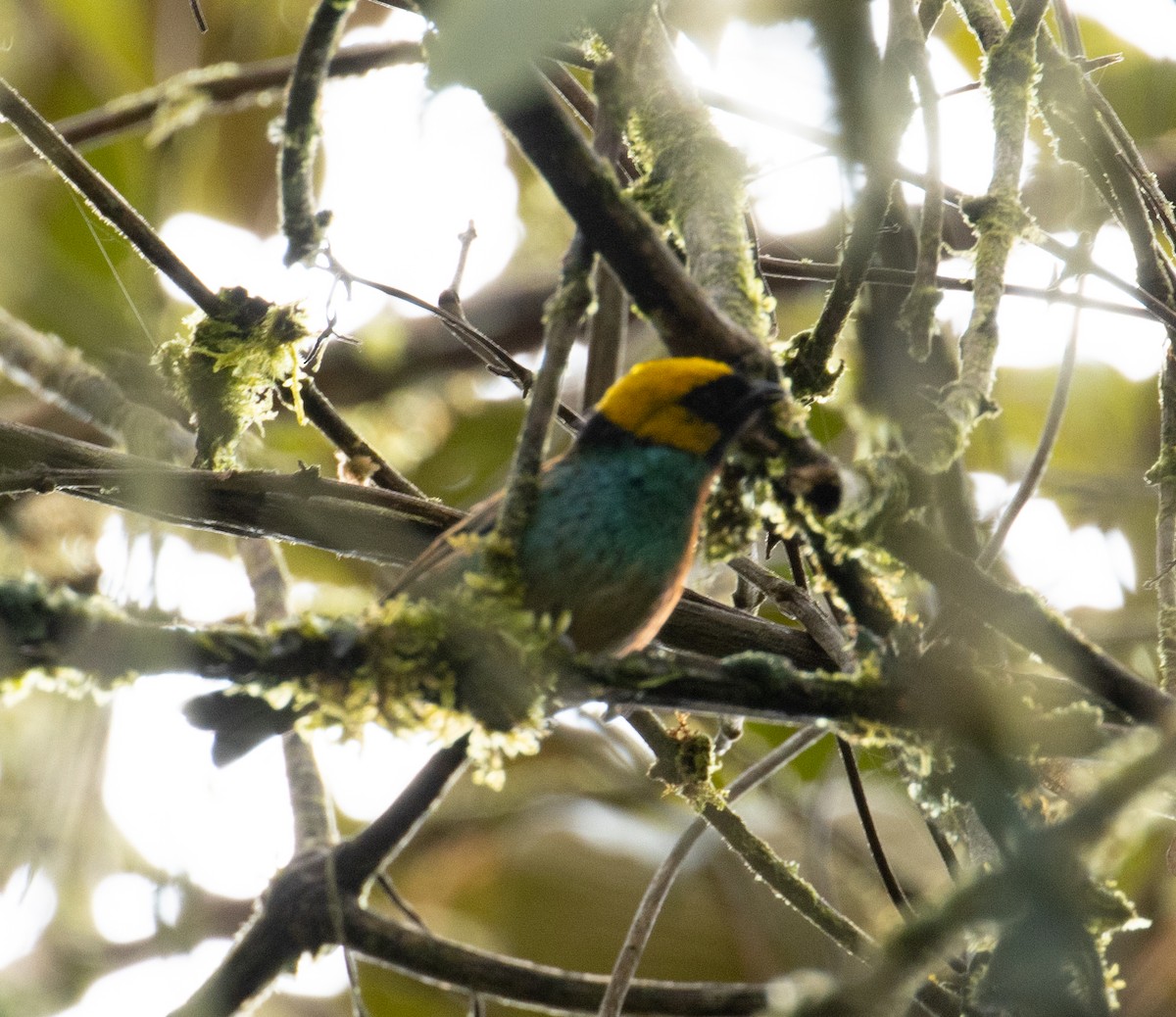 Saffron-crowned Tanager - ML215030741