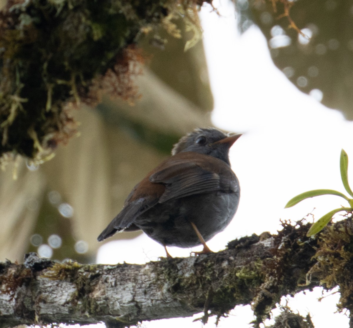 Andean Solitaire - ML215031831
