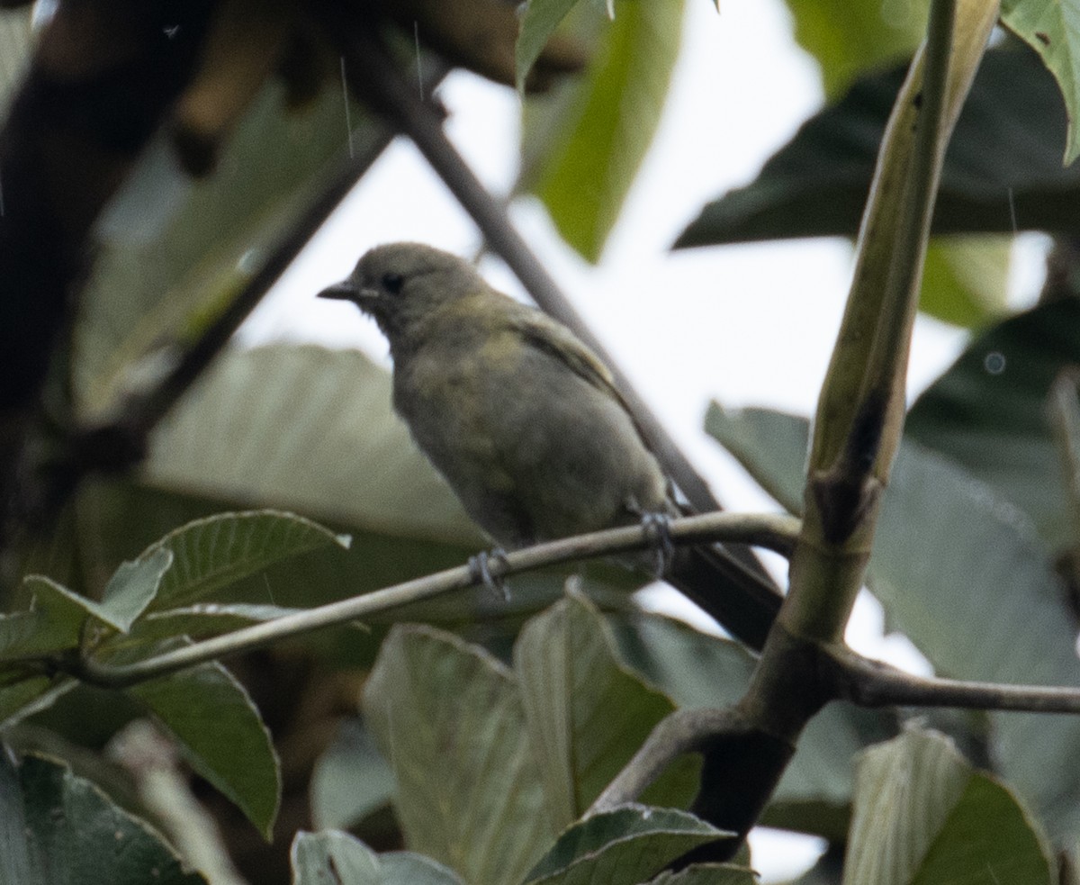 Palm Tanager - ML215032291
