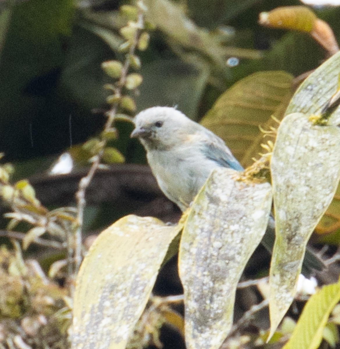 Blue-gray Tanager - ML215033001