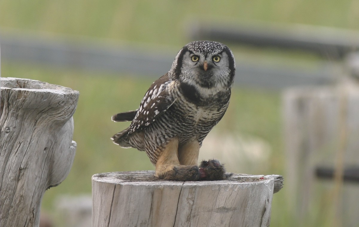 Northern Hawk Owl - Brian Sullivan