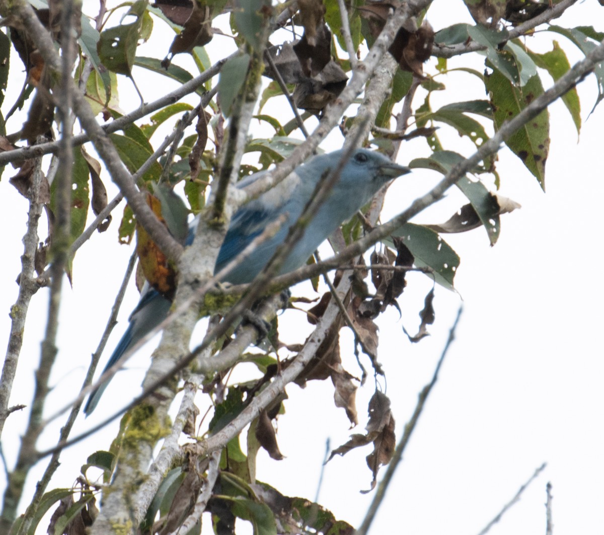 Blue-gray Tanager - ML215033911
