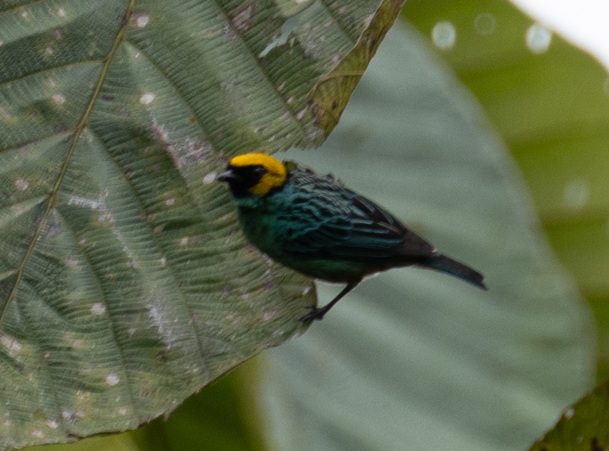 Saffron-crowned Tanager - ML215034171