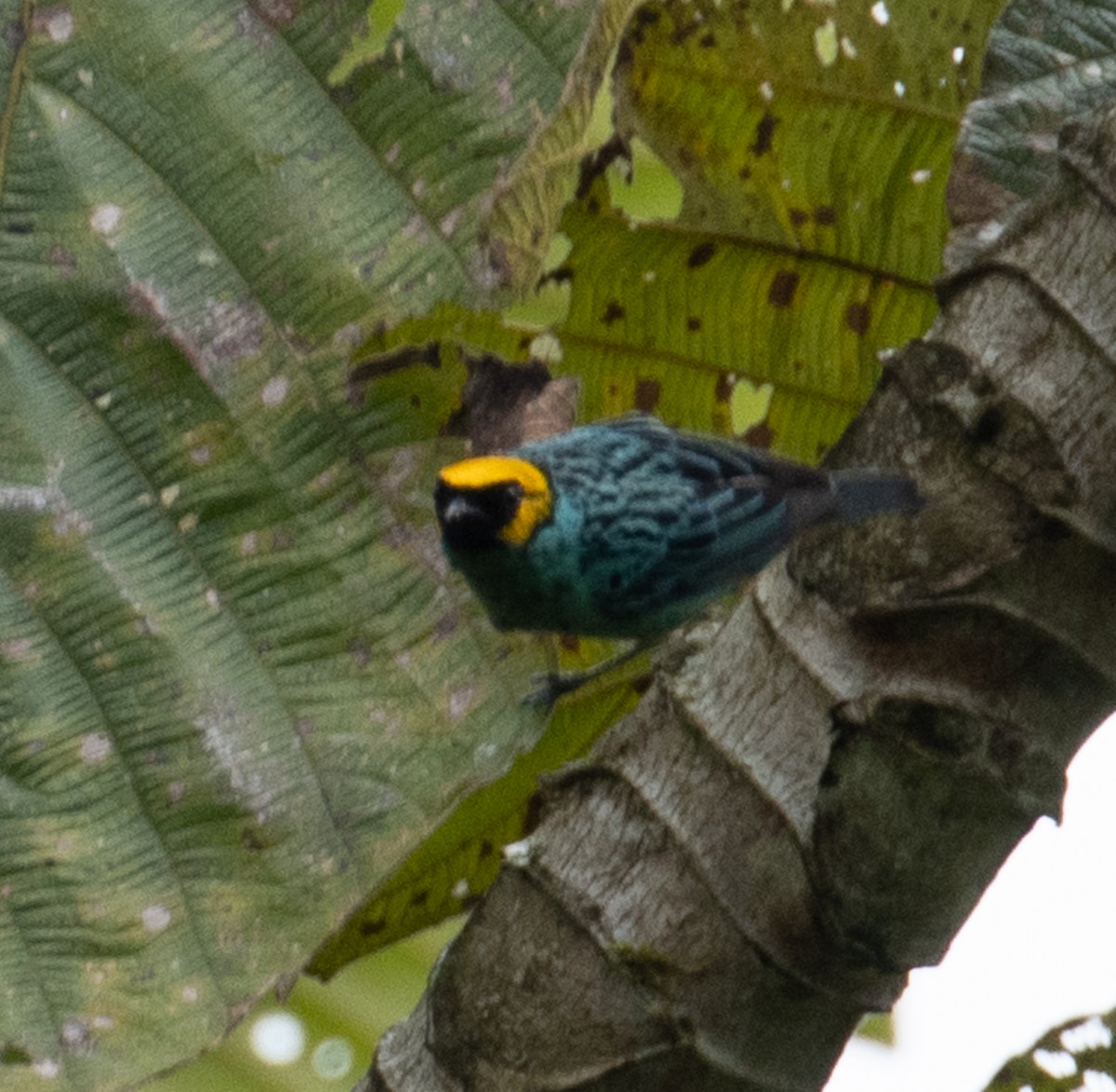 Saffron-crowned Tanager - ML215034181