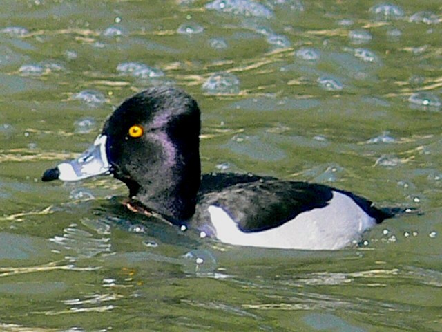 Ring-necked Duck - ML215035711