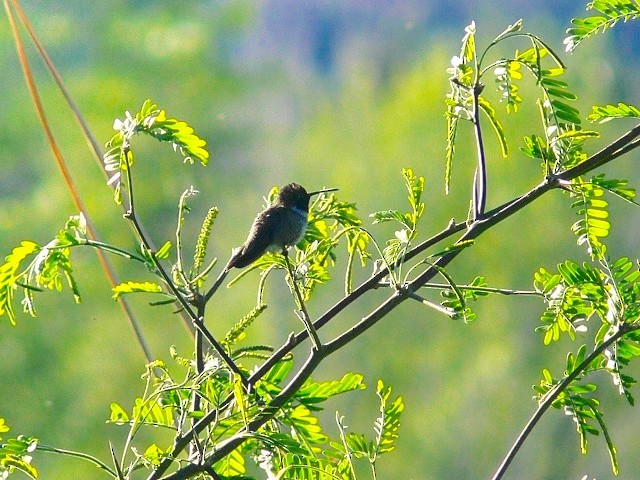Anna's Hummingbird - Ed Dukart